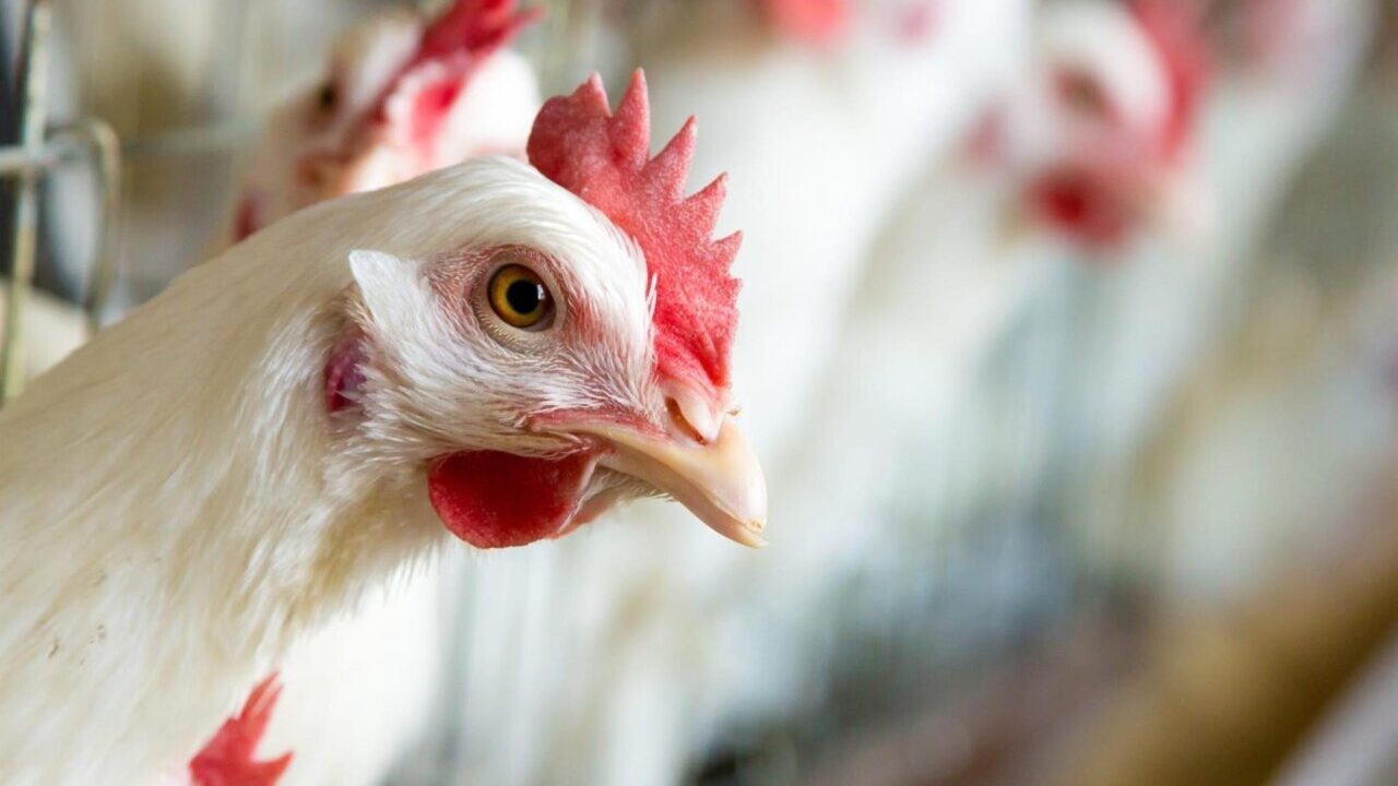 Gallina en una granja con fondo desenfocado de otras gallinas.