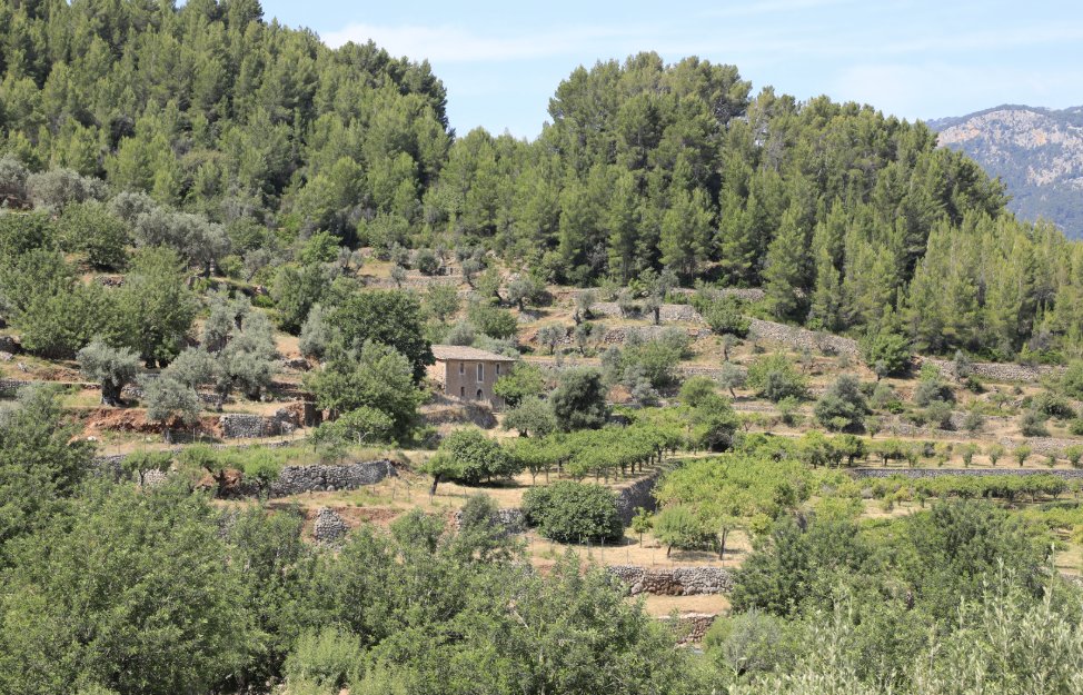 Vista de un paisaje rural en Mallorca con &aacute;rboles y una casa