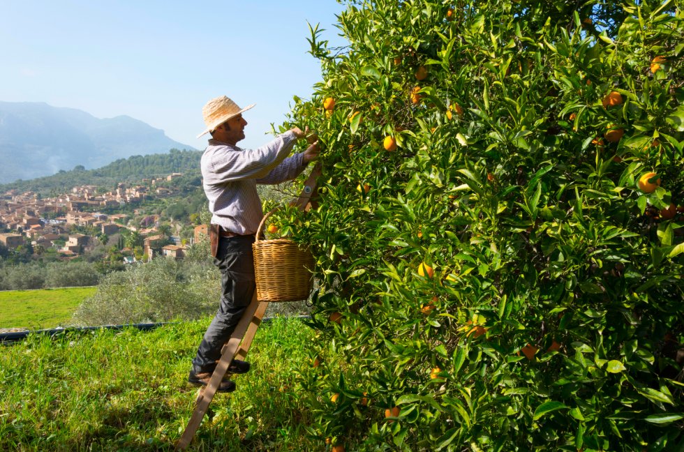 Hombre cosechando naranjas en un campo en Mallorca