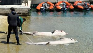 Dos tiburones muertos siendo trasladados en la costa de Calanova