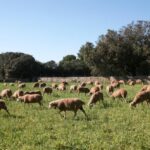 Rebaño de ovejas pastando en un campo en Baleares