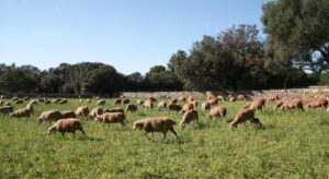 Rebaño de ovejas pastando en un campo en Baleares