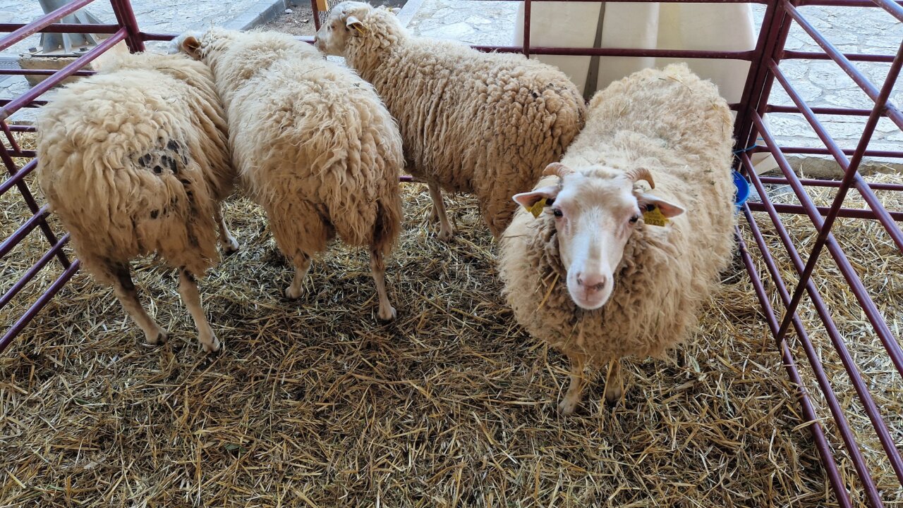 Ovejas en un establo en Calvià, Mallorca, con paja en el suelo.