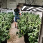 Plantaci&oacute;n de marihuana descubierta durante un desalojo en Son Servera
