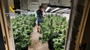 Plantaci&oacute;n de marihuana descubierta durante un desalojo en Son Servera