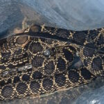 Serpiente atrapada en una bolsa por la polic&iacute;a local de Palma