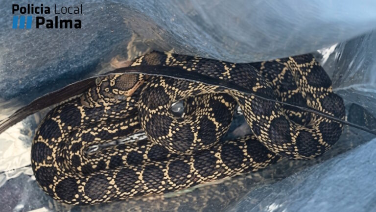 Serpiente atrapada en una bolsa por la polic&iacute;a local de Palma