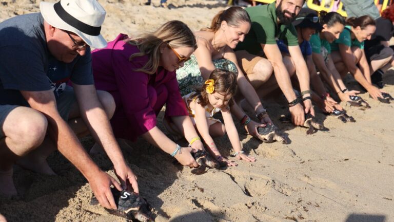 Grupo de personas liberando tortugas marinas en la playa de Can Pere Antoni