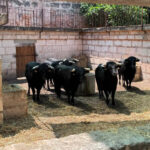 Grupo de vacas negras en un establo con paredes de piedra