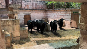 Grupo de vacas negras en un establo con paredes de piedra