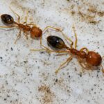 Hormigas Trichomyrmex destructor en una superficie arenosa