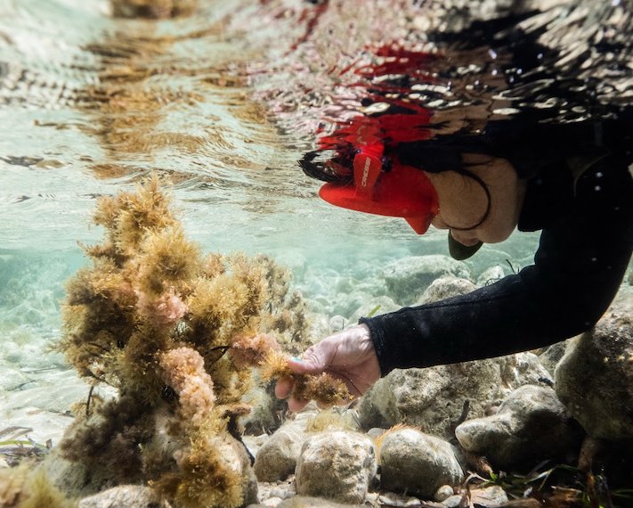 Persona bajo el agua recolectando algas marinas en un entorno natural