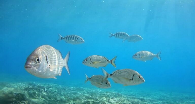 Peces nadando en el fondo marino de la Reserva de Ponent