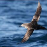 Un virot volando sobre el mar en las Baleares
