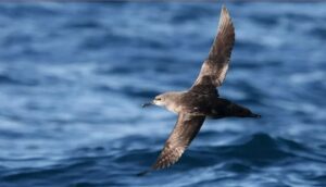 Un virot volando sobre el mar en las Baleares