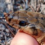 Culebra de herradura siendo sostenida por una mano