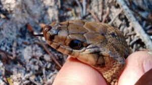 Culebra de herradura siendo sostenida por una mano