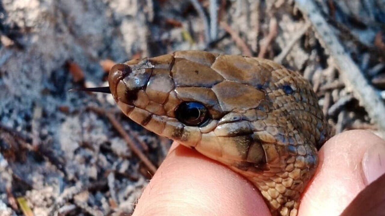 Culebra de herradura siendo sostenida por una mano