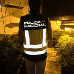 Desmantelan un narcopiso en Son Gotleu: 116 plantas de marihuana, hachís y un enganche ilegal
