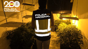 Desmantelan un narcopiso en Son Gotleu: 116 plantas de marihuana, hach&iacute;s y un enganche ilegal