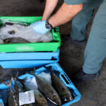 Agentes de la Guardia Civil manejando pescado en cajas de plástico