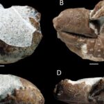 Hallan en Mallorca el fósil de un cangrejo de más de 35 millones de años
