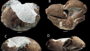 Hallan en Mallorca el f&oacute;sil de un cangrejo de m&aacute;s de 35 millones de a&ntilde;os