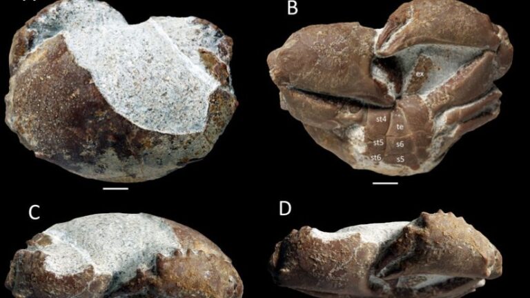 Hallan en Mallorca el fósil de un cangrejo de más de 35 millones de años