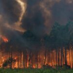 Incendio forestal con humo y llamas en un bosque