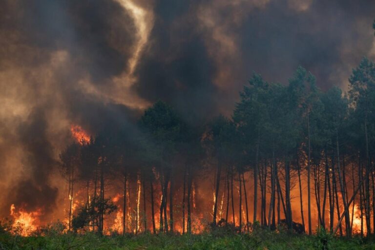 Incendio forestal con humo y llamas en un bosque