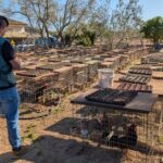 La Guardia Civil destapa en Campanet una red de cr&iacute;a y explotaci&oacute;n de gallos de pelea
