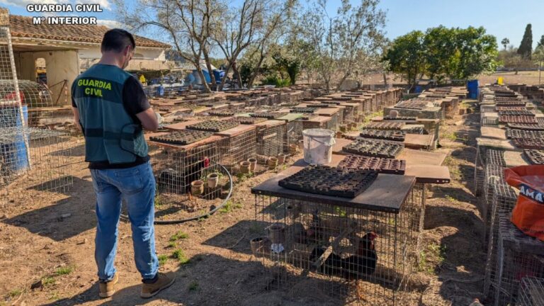 La Guardia Civil destapa en Campanet una red de cr&iacute;a y explotaci&oacute;n de gallos de pelea