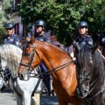 Bolero y Sirius, los nuevos fichajes de la Polic&iacute;a Local de Palma