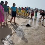 Liberación de una tortuga marina en la playa de Palma con autoridades presentes