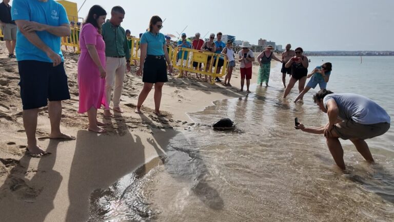 Liberación de una tortuga marina en la playa de Palma con autoridades presentes