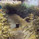 Plantación de marihuana en un espacio cerrado con muchas plantas.