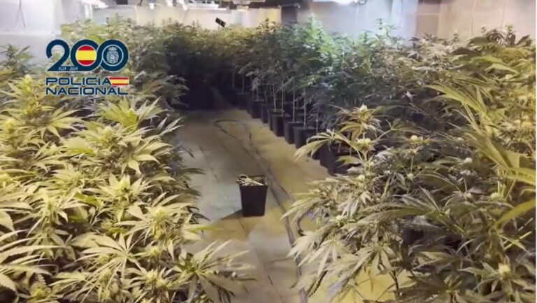 Plantación de marihuana en un espacio cerrado con muchas plantas.