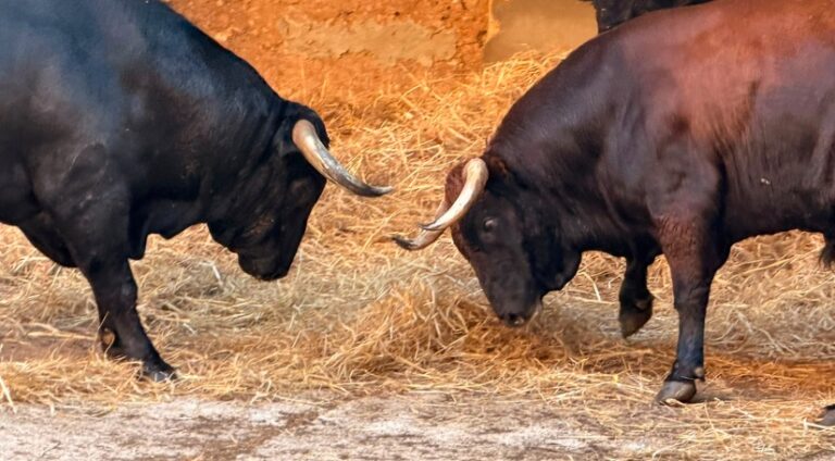 Dos toros en los corrales del Coliseo Balear antes de la corrida