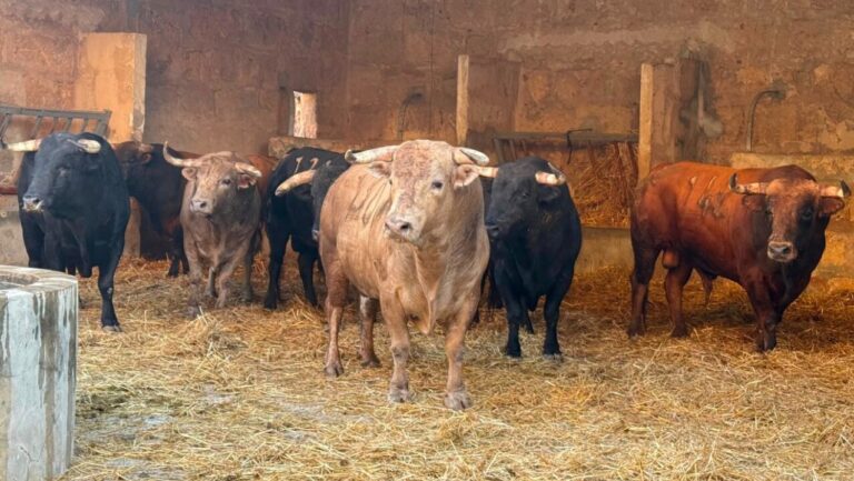 Nueve toros de la ganadería Núñez del Cuvillo en los corrales