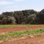 Campo de cultivo de patatas en Baleares con vegetación verde