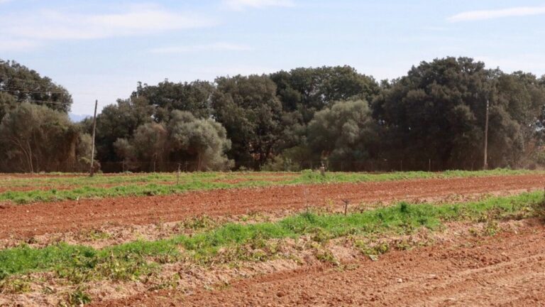 Campo de cultivo de patatas en Baleares con vegetaci&oacute;n verde