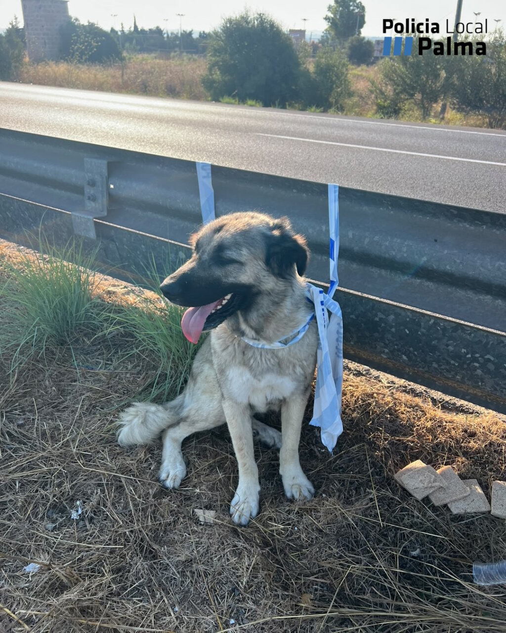 Perro mastín del Cáucaso sentado al lado de la carretera
