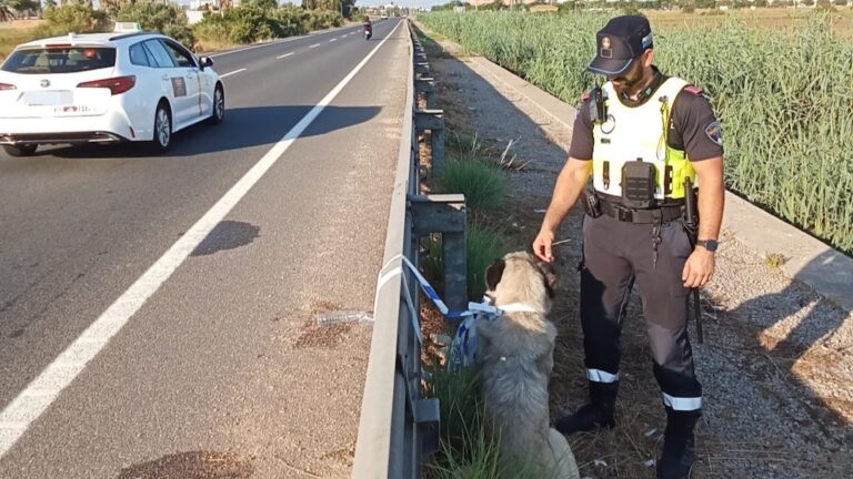 Rescatan a un perro perdido que deambulaba por la carretera de s'Aranjassa