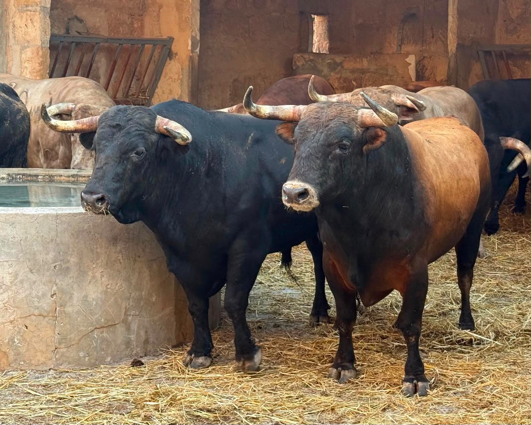 Dos toros de la ganadería Núñez del Cuvillo en el Coliseo Balear.