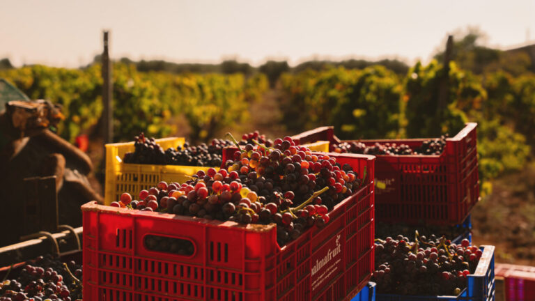 Cajas de uvas recolectadas en viñedos de la DO Binissalem